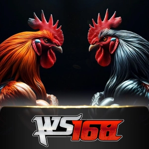 Ws168 Sabung - SUNBET388